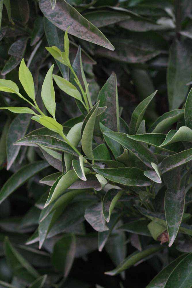              Shade leaves (Riverside, CA)       